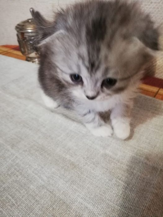 Котенок мальчик, вислаушка