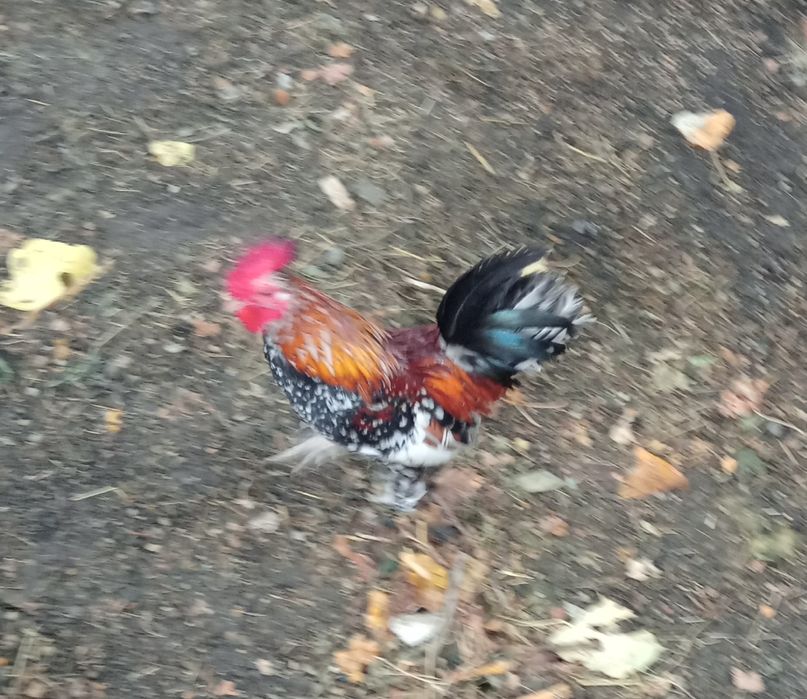 Pitici garlejate și normale