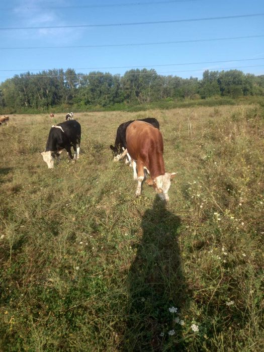 Vand lot: 15 bucăți (12 masculi,3 femele). Rasa Simmental, Baltati și Bruni.