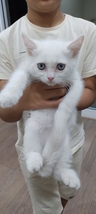Britan Scottish fold