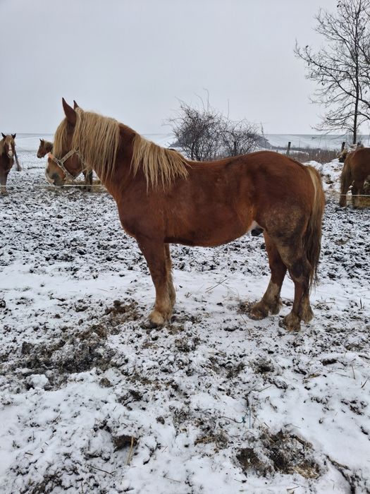 Armăsar de vânzare