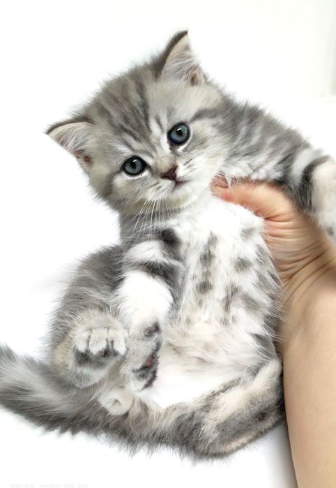 Шотландские малыши!