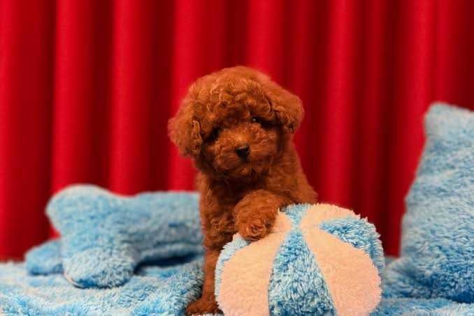 Pudel/Poodle Red Toy/Mini de excepție de vânzare – Linie valoroasă