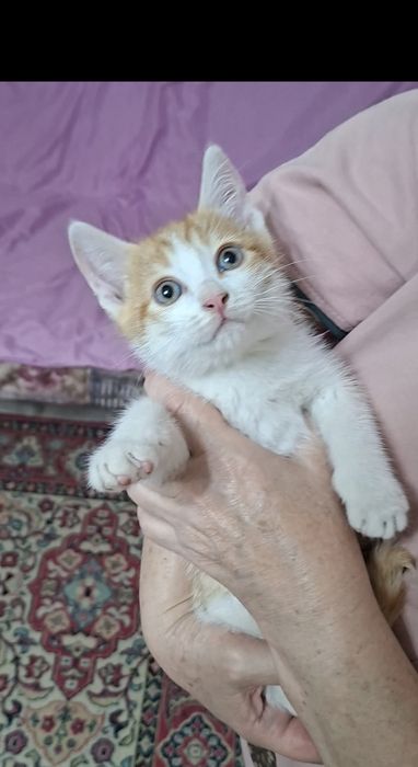 Котенок красавчик Русик в добрые руки!