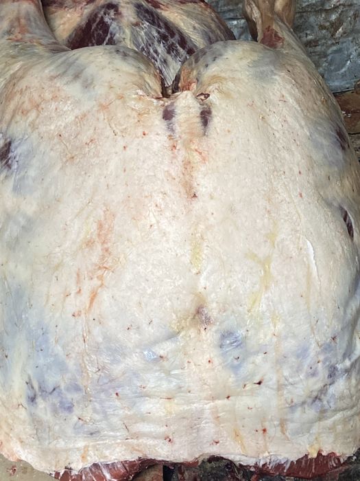 Туша конины откорм молодняк