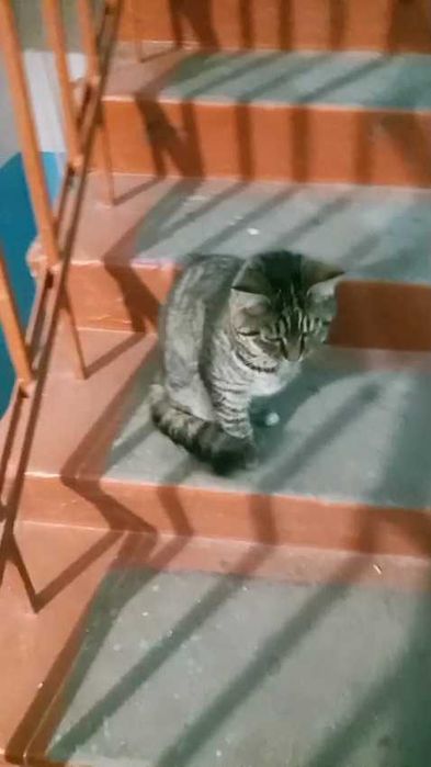 Чья потеряшка?!  Ищем владельца!