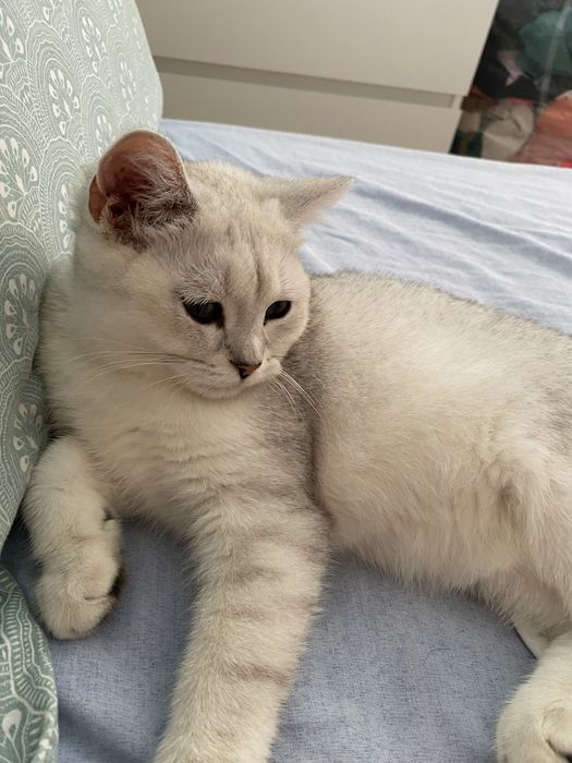 Сребърна късокосместа мъжка чинчило