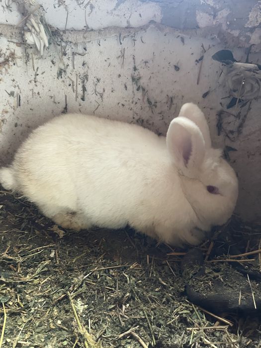 Iepuroaică Neozeelandez Alb!