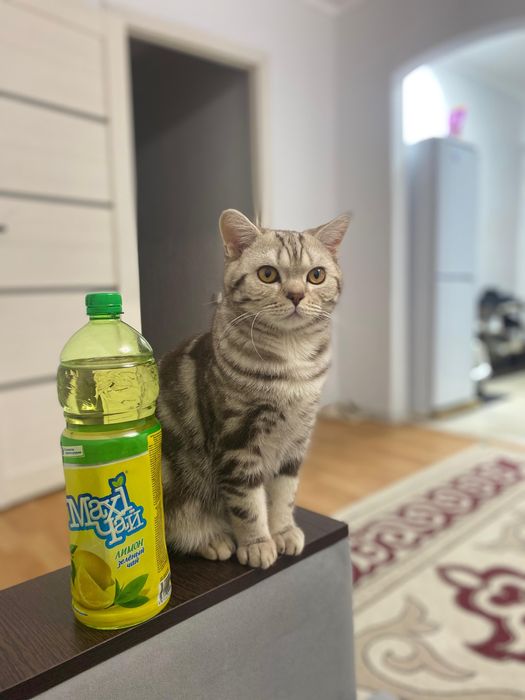 Продается котикк