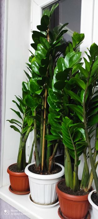 Долларовое дерево. Замиокулькас