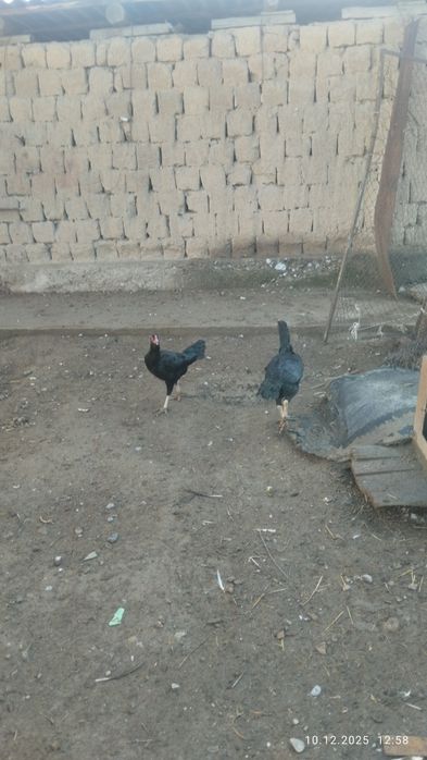 Продам курицы бойцовские