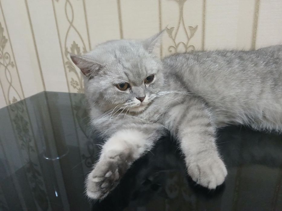 Отдам в хорошие руки