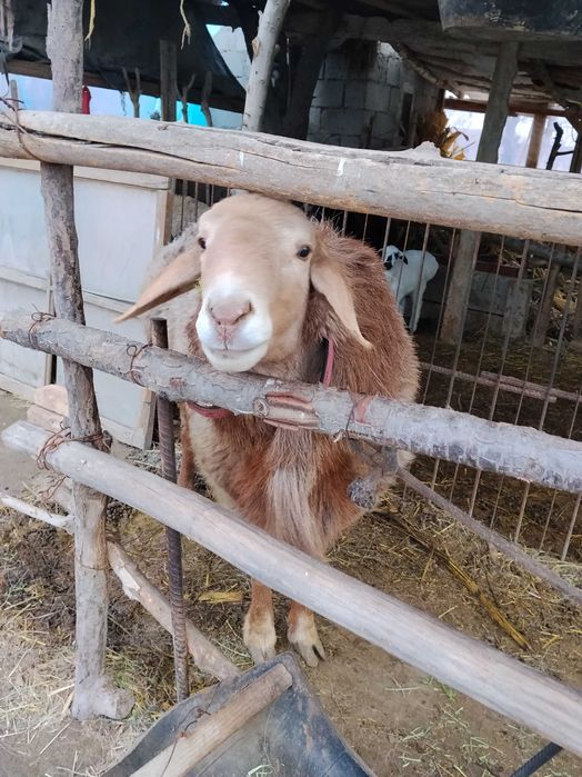 Qo'chqor sotiladi tez va arzon