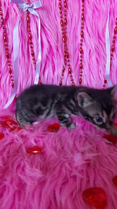 Бегальский угольный мальчик