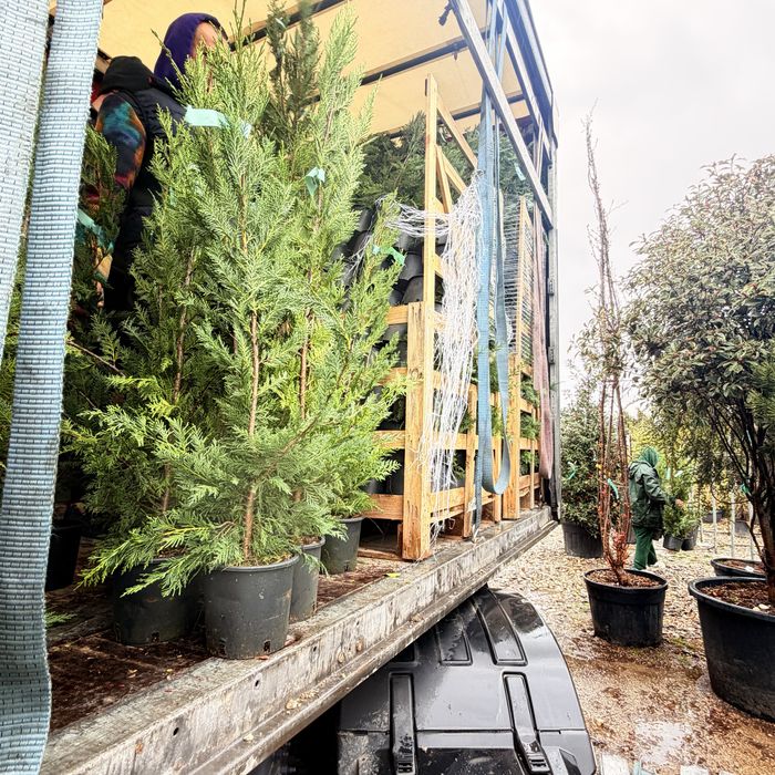 Leyland pentru gard viu si forme