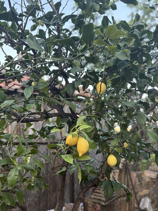 Дърво Лимон в саксия