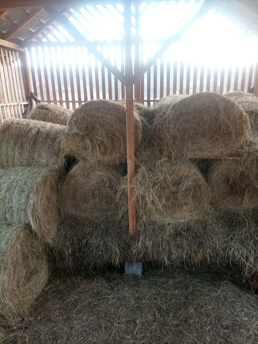 Baloți de fân rotunzi .diametru 120