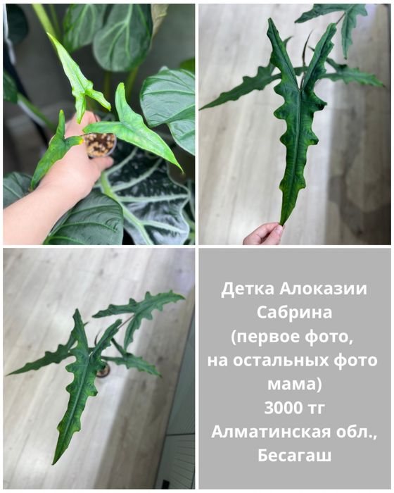 Алоказии разные (детки)