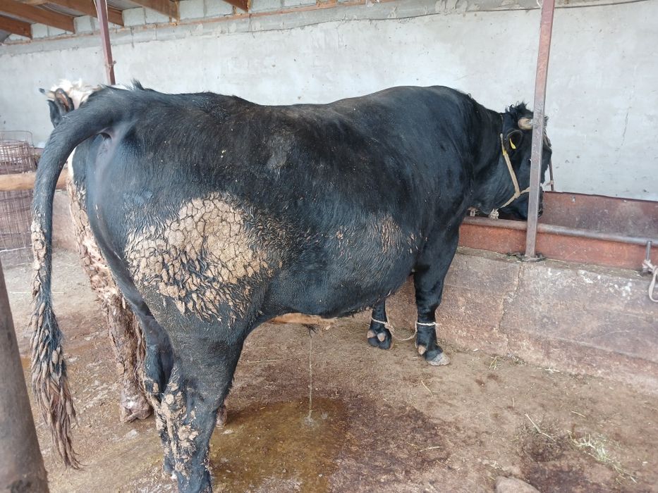 СемізОткормБұқалар