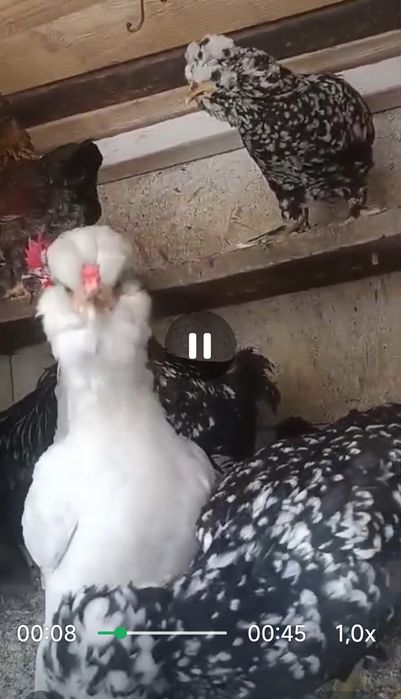 Puisori strumschy  batan