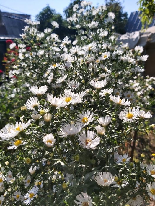 Сентябринки саженцы