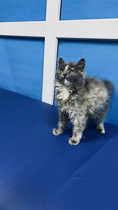 Кошечка красивого окраса