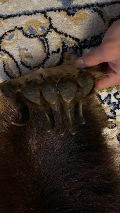 Ковер из натуральной шкуры медведя