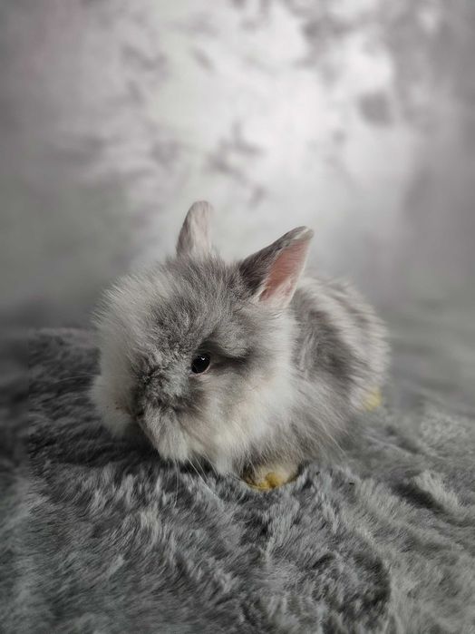 lepurasi din rasa Cap de Leu