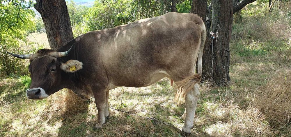 BOVINE - de vanzare vaca si vitel
