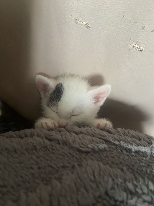 Котята, отдам в хорошие руки