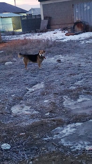 Бесплатно собака красивый