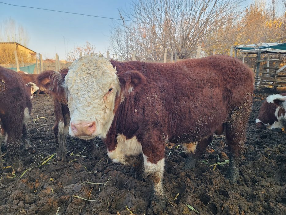 Greford buqalari sotiladi