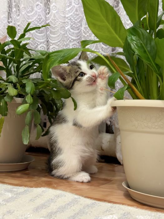 Продам домашнее кошки