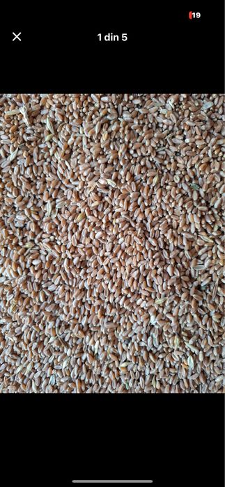 Vând grau recolta 2025