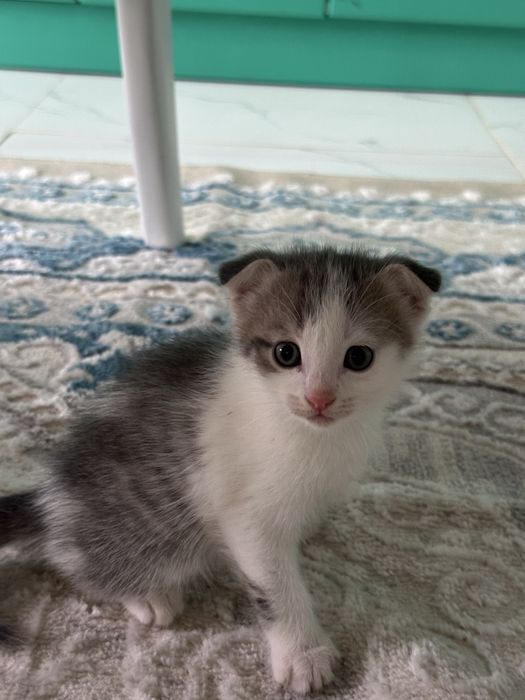 Отдам котят даром