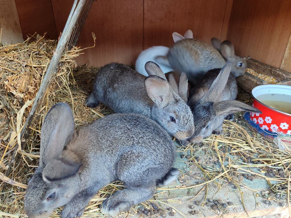 Iepurași de vânzare