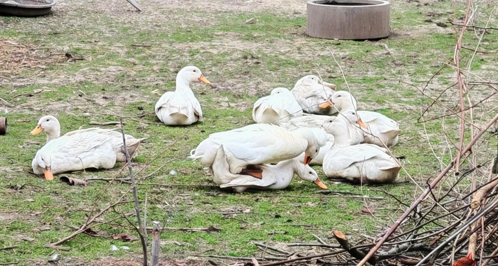 Oua de rata Pekin pentru incubat