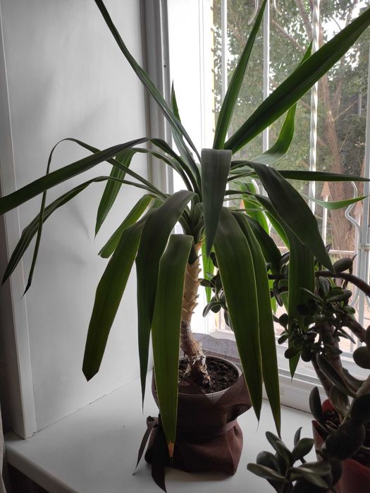 Продам комнатные цветы