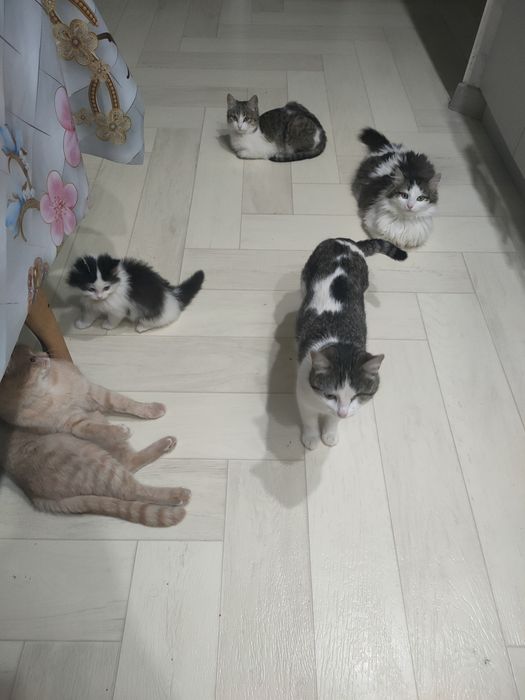 Отдам в добрые руки бесплатно