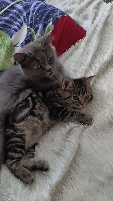 Котята скотиш страйт
