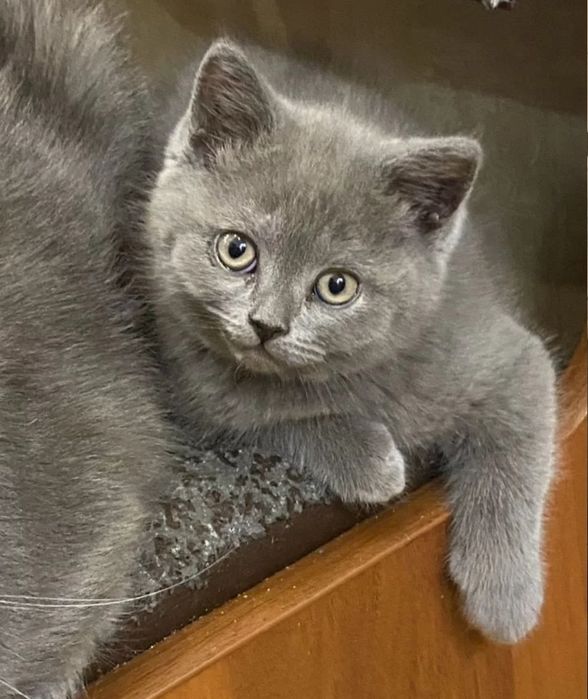 Серых окрасов девлчки, 1.5 мес