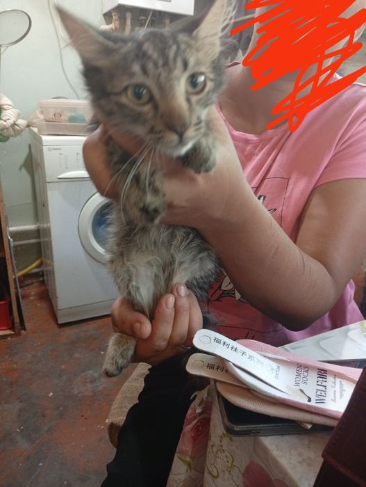 Одам Котя бесплатно