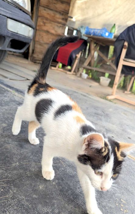 Отдам кошечку в добрые руки