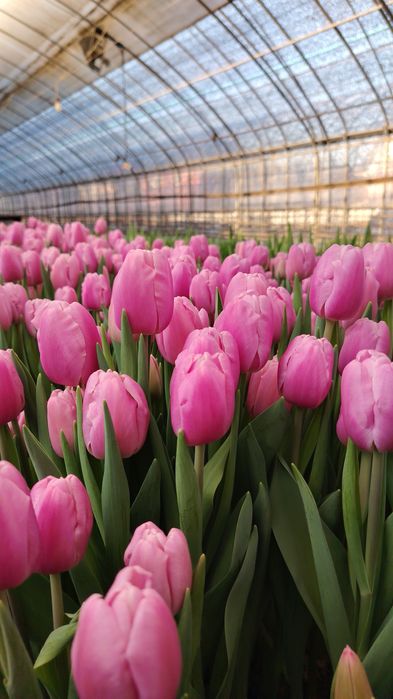 Тюльпаны из теплицы без посредников!