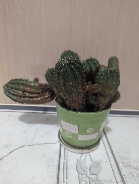 многогодишен кактус