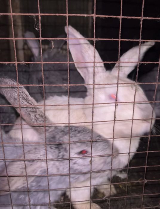 Крольчатина (мясо кролика)