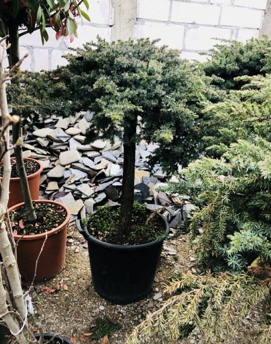 De la grădini mici la spații verzi mari – plante ornamentale sănătoase