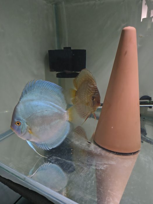 Ancistusi  pește Fantoma si discusi