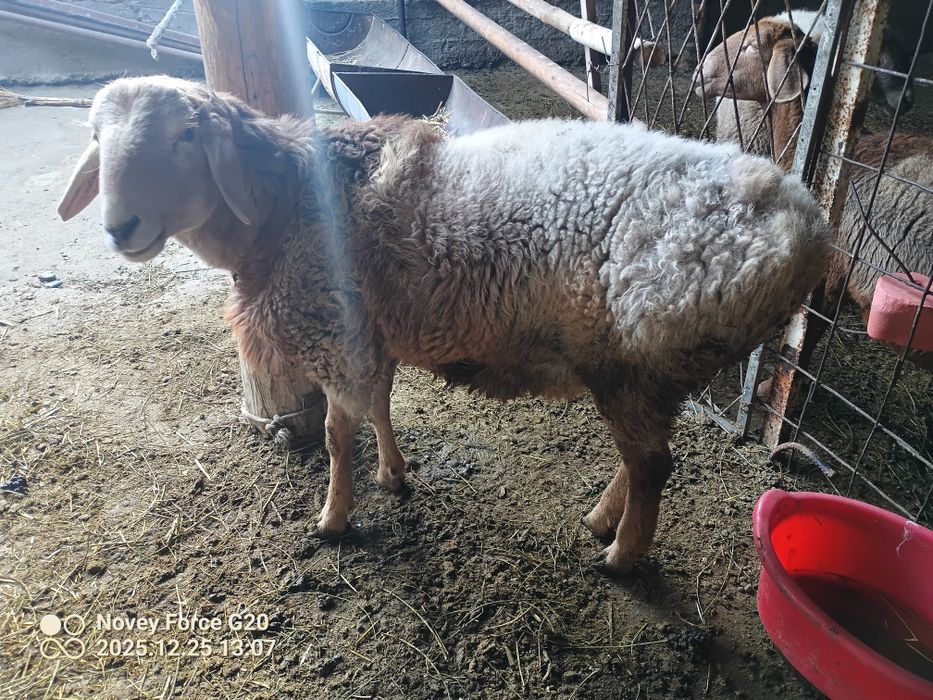 Arashan paroda qo'chqor