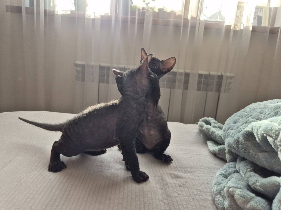 Донской сфинкс мальчик и девочка